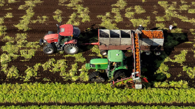 Carrots are harvested at a farm in Saint-Michel, Que., on Oct. 24, 2025. (Christinne Muschi/The Canadian Press)