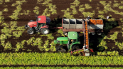 Carrots are harvested at a farm in Saint-Michel, Que., on Oct. 24, 2025. (Christinne Muschi/The Canadian Press)